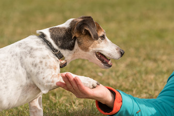 faithful dog puts his paw in the hand of his owner - Jack Russell Terrier 10 years old