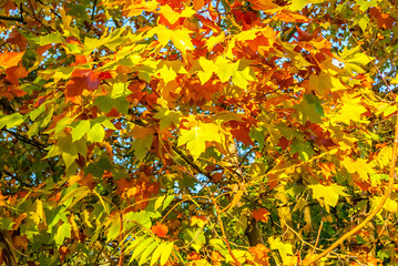 autumn leaves maple against the blue sky.