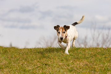 small dog is running across the meadow against blue sky - Jack Russell Terrier 10 years old