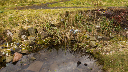 Heron model at the edge of a little garden pond.
