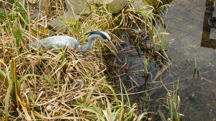 Heron model at the edge of a little garden pond.