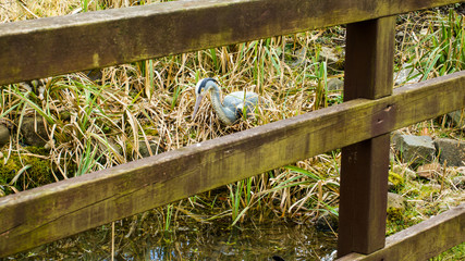 Heron model at the edge of a little garden pond.