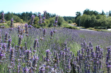Lavender with Bee