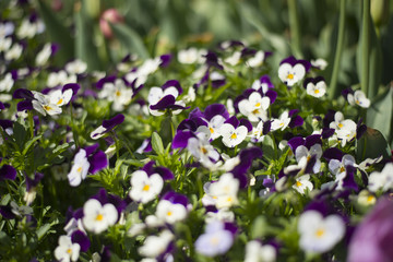 Tulip festival in Australia during blooming season