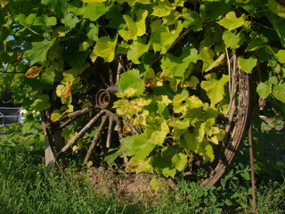 Wagon Wheel in Grapevines
