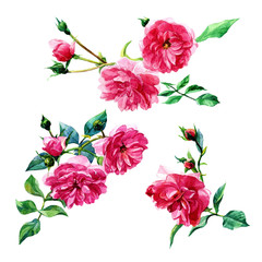 Blooming shrub roses painted in watercolor. Botanical illustration isolated on white background.
