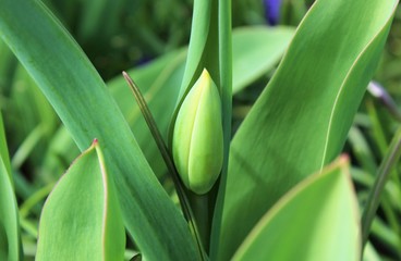 Obraz premium Tulip bud waiting to bloom in spring