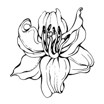 Graphic of lilly  flower. Realistic illustration of lilium. Black and white outline illustration, hand drawn work. Isolated on white background. For pattern, frame, border.