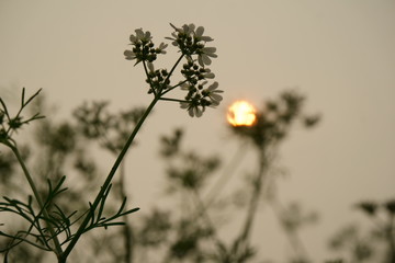 Cilantro Blooms and Sunset