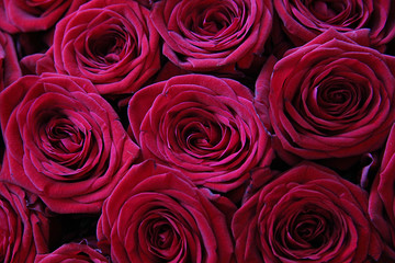 Beautiful background of red roses