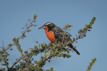 red-breasted bird