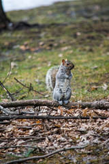 A small cute squirrel standing on a tree branch in a park