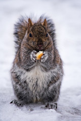 A small cute squirrel, eating surrounded by snow