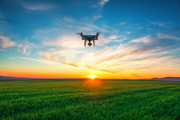 Flying drone against sunset and green wheat field
