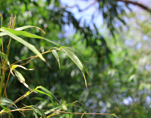 Pflanze