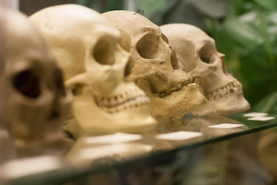 Human skulls standing on the glass shelf.