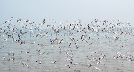 Flock of seagulls flying at the sea.