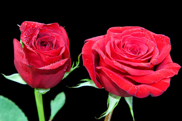 A red Rose