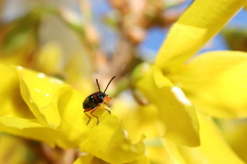 Beetles pollinate flowers since time immemorial

