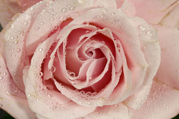 A pink Rose