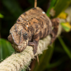 Cham&auml;leon weiblich