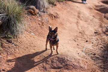 Dogs running outdoor