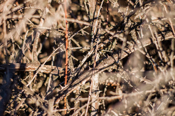 Multiple plant thorns