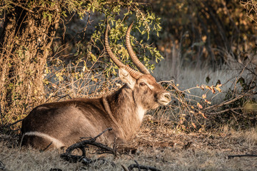 Waterbuck