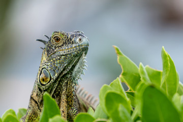 Lguanidae - Grand Cayman