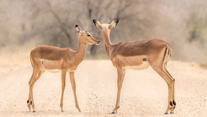 Impala