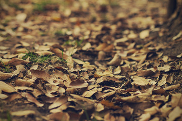 Otoño