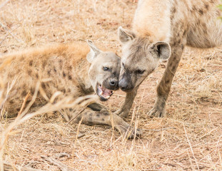 Spotted Hyenas