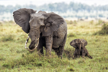 Obraz premium Mother elephant with a baby playing in the mud in Masai Mara National Park in Kenya