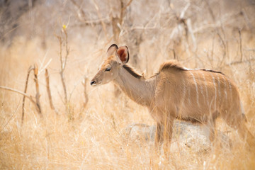 Kudu