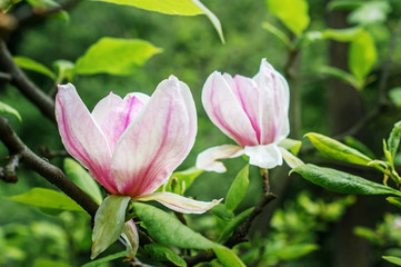 Obraz premium Flowering Magnolia in the spring Park.