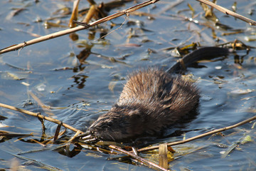Muskrat (Ondatra zibethicus) in water