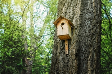 Fototapeta premium Birdhouse on a tree in the spring Park.