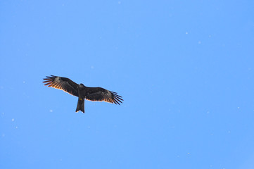 Siberian hunting falcon flying in the air against blue sky