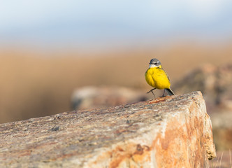 small and funny bird called yelow wagtail