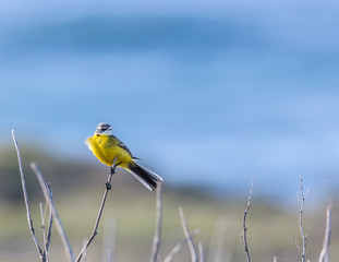 small and funny bird called yelow wagtail