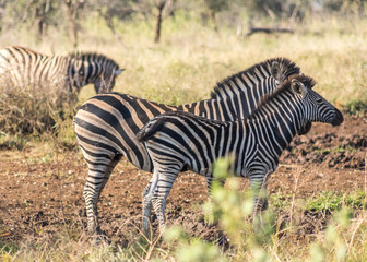 Fototapeta na wymiar Plains Zebras