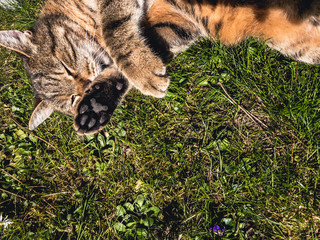 cat sleeping in garden with daisies and grass