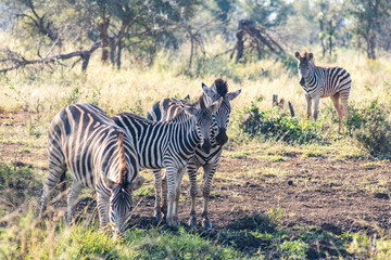 Obraz premium Plains Zebras