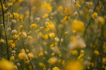Tulip festival in Australia during blooming season