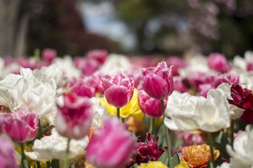 Obraz na płótnie Canvas Tulip festival in Australia during blooming season