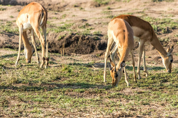 Impala