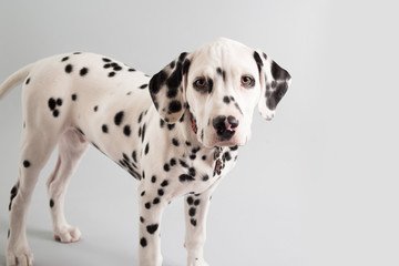 Dalmatian Puppy on Isolated Background