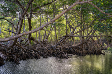 Los Haitises National Park - Dominican Republic.