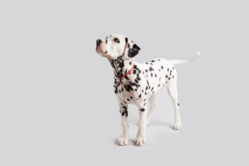 Dalmatian Puppy on Isolated Background