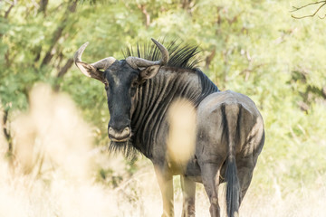 Obraz na płótnie Canvas Blue wildebeest